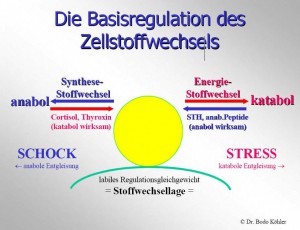 Basisregulation des Zellstoffwechsel von Dr. med. Bodo Köhler