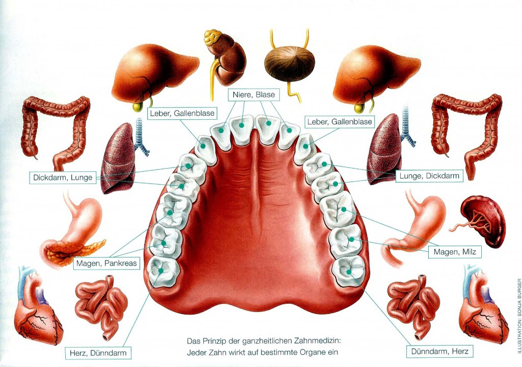 Zahn-Organ Schema (2)